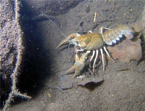 Ловля раков